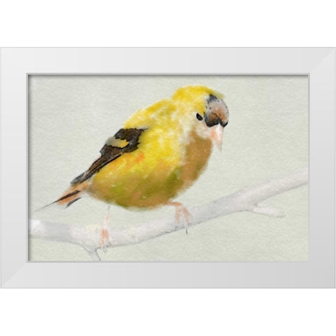 Goldfinch White Modern Wood Framed Art Print by Butcher, Sarah