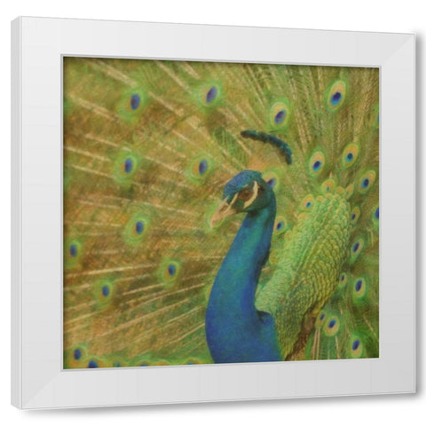 Peacock Love White Modern Wood Framed Art Print by Greene, Taylor
