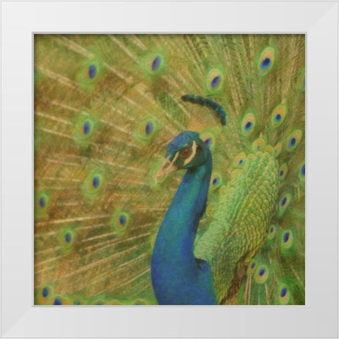 Peacock Love White Modern Wood Framed Art Print by Greene, Taylor