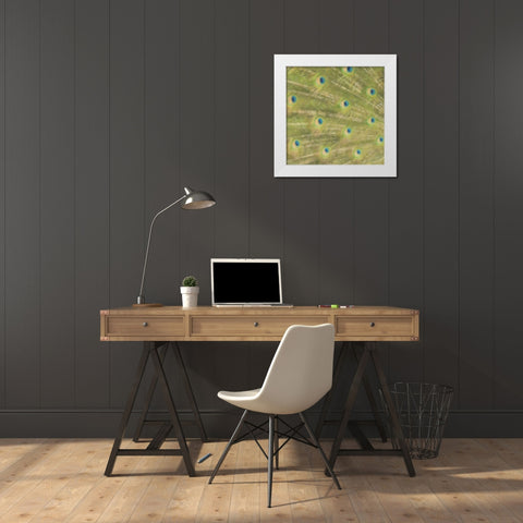 Peacock Feathers 2 White Modern Wood Framed Art Print by Greene, Taylor