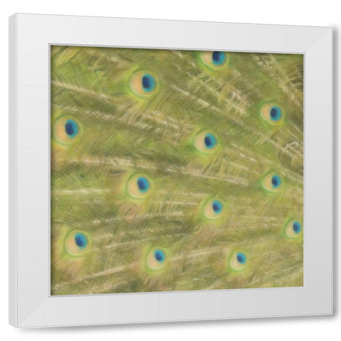 Peacock Feathers 2 White Modern Wood Framed Art Print by Greene, Taylor