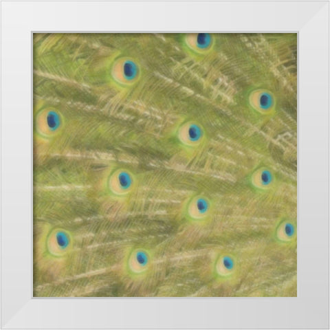 Peacock Feathers 2 White Modern Wood Framed Art Print by Greene, Taylor