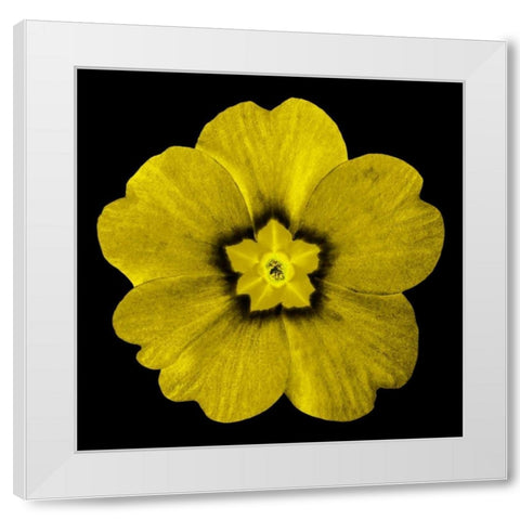 Sepia Floral I White Modern Wood Framed Art Print by Greene, Taylor
