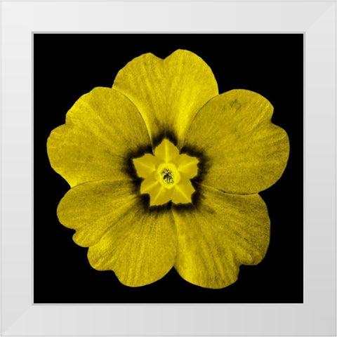 Sepia Floral I White Modern Wood Framed Art Print by Greene, Taylor