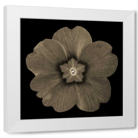 Sepia Floral I White Modern Wood Framed Art Print by Greene, Taylor