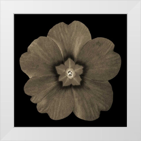 Sepia Floral I White Modern Wood Framed Art Print by Greene, Taylor