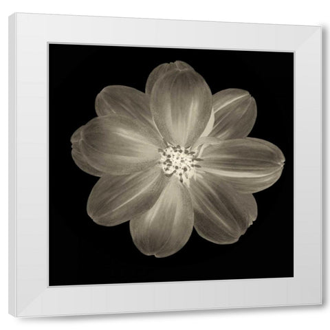 Sepia Floral III White Modern Wood Framed Art Print by Greene, Taylor