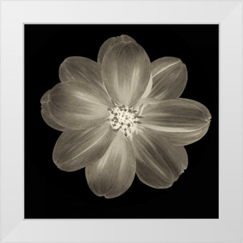 Sepia Floral III White Modern Wood Framed Art Print by Greene, Taylor