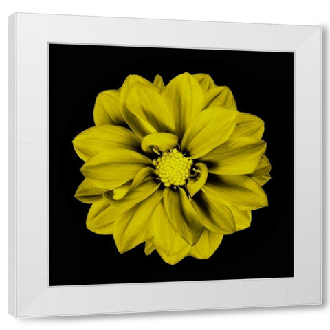 Sepia Floral IV White Modern Wood Framed Art Print by Greene, Taylor