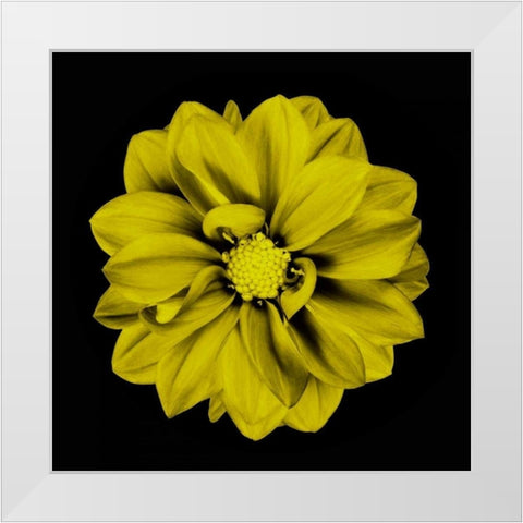 Sepia Floral IV White Modern Wood Framed Art Print by Greene, Taylor