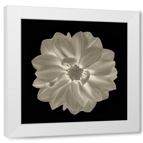 Sepia Floral IV White Modern Wood Framed Art Print by Greene, Taylor