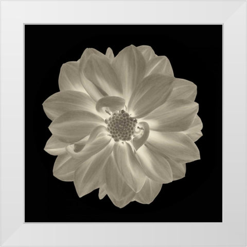 Sepia Floral IV White Modern Wood Framed Art Print by Greene, Taylor