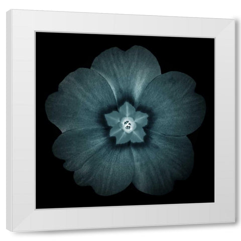 Daylight Floral I White Modern Wood Framed Art Print by Greene, Taylor