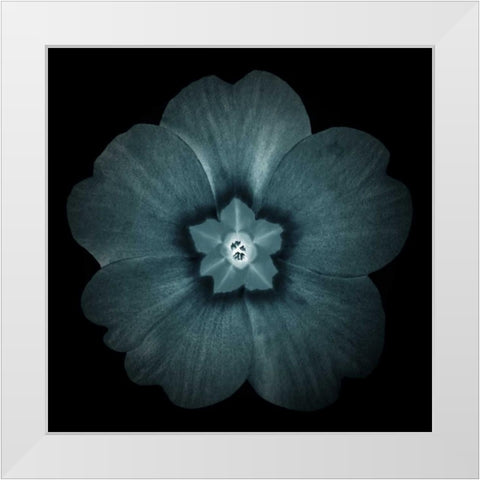 Daylight Floral I White Modern Wood Framed Art Print by Greene, Taylor