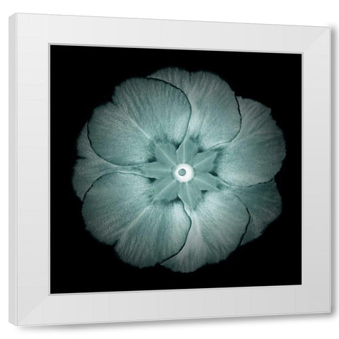 Daylight Floral II White Modern Wood Framed Art Print by Greene, Taylor