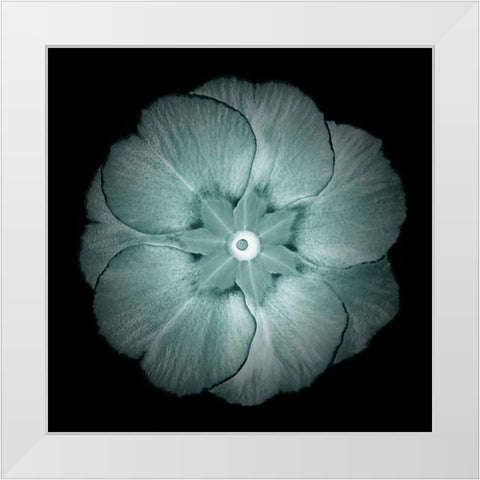 Daylight Floral II White Modern Wood Framed Art Print by Greene, Taylor