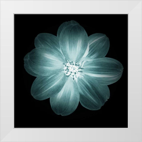 Daylight Floral III White Modern Wood Framed Art Print by Greene, Taylor