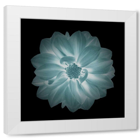 Daylight Floral IV White Modern Wood Framed Art Print by Greene, Taylor
