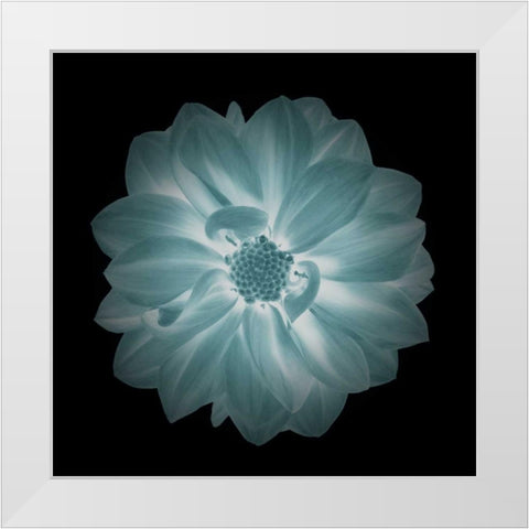 Daylight Floral IV White Modern Wood Framed Art Print by Greene, Taylor