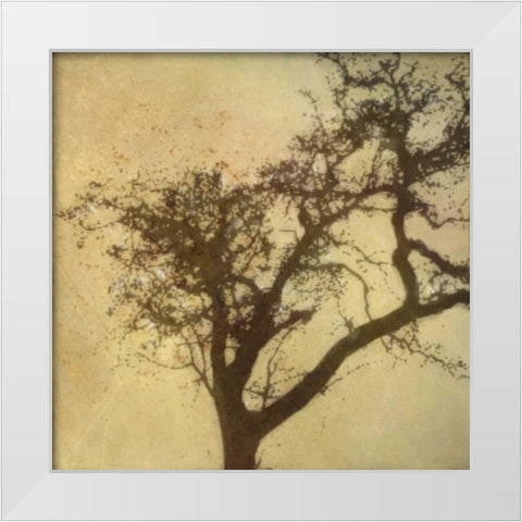 Silo Beauty Tree White Modern Wood Framed Art Print by Greene, Taylor
