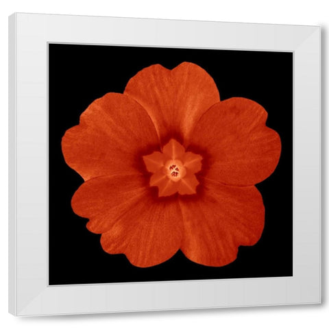 Sepia Floral 1 White Modern Wood Framed Art Print by Greene, Taylor