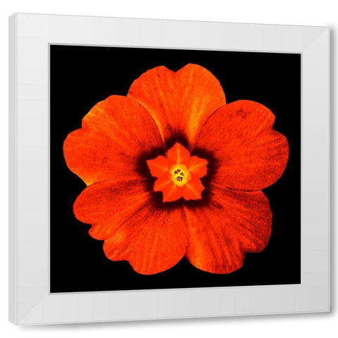 Sepia Floral 2 White Modern Wood Framed Art Print by Greene, Taylor