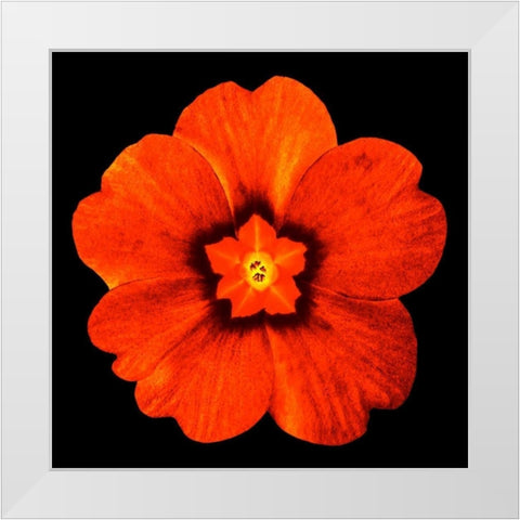 Sepia Floral 2 White Modern Wood Framed Art Print by Greene, Taylor