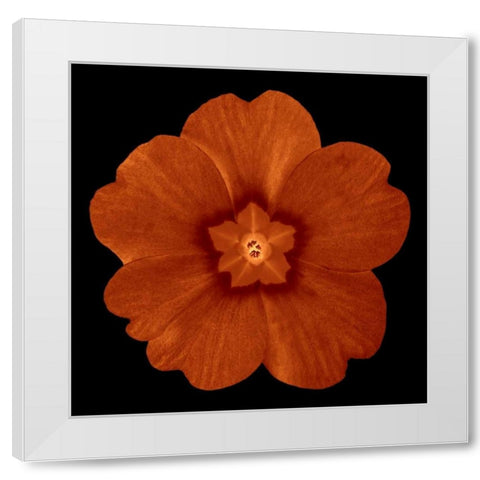 Sepia Floral C White Modern Wood Framed Art Print by Greene, Taylor