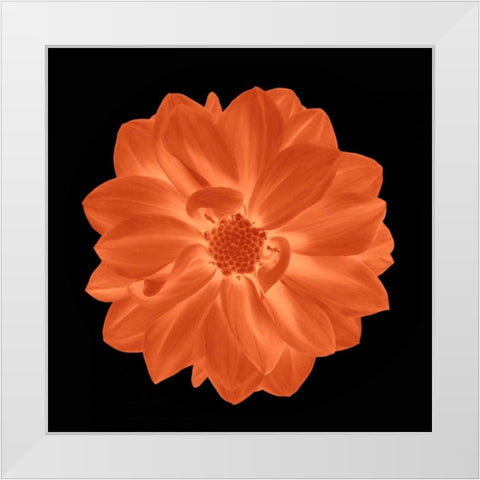 Sepia Floral A White Modern Wood Framed Art Print by Greene, Taylor