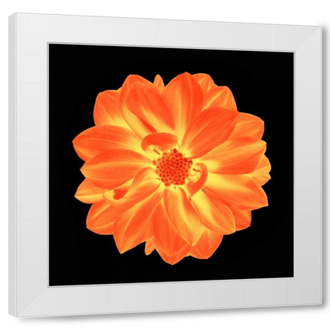Sepia Floral B White Modern Wood Framed Art Print by Greene, Taylor