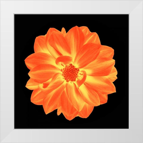 Sepia Floral B White Modern Wood Framed Art Print by Greene, Taylor