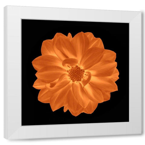 Sepia Floral IV White Modern Wood Framed Art Print by Greene, Taylor