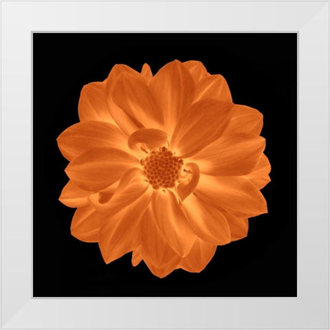 Sepia Floral IV White Modern Wood Framed Art Print by Greene, Taylor