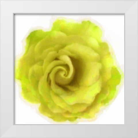 Yello Rose White Modern Wood Framed Art Print by Greene, Taylor
