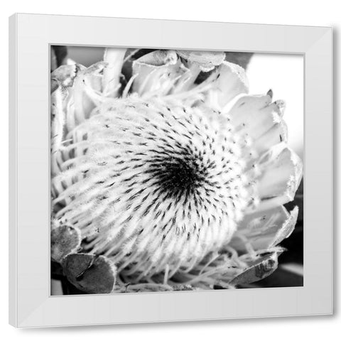 Protea Close Up White Modern Wood Framed Art Print by Urban Epiphany
