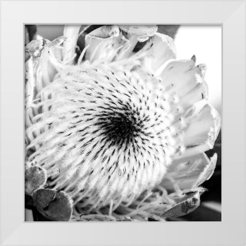 Protea Close Up White Modern Wood Framed Art Print by Urban Epiphany