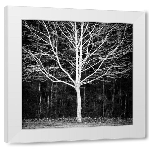 Winter Tree Square White Modern Wood Framed Art Print by Urban Epiphany
