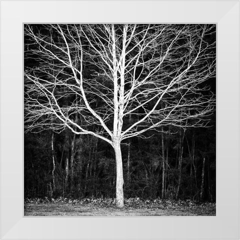 Winter Tree Square White Modern Wood Framed Art Print by Urban Epiphany