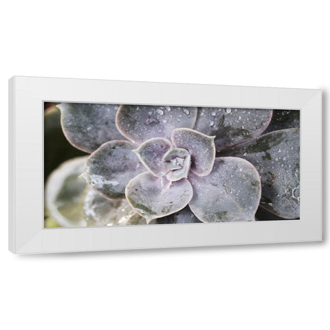 Succulent 1 White Modern Wood Framed Art Print by Brown, Victoria