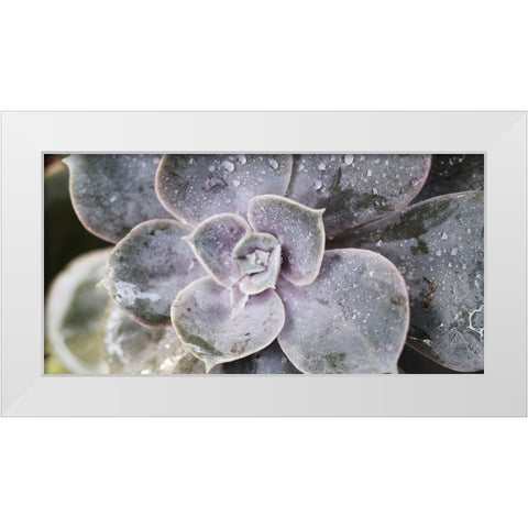 Succulent 1 White Modern Wood Framed Art Print by Brown, Victoria