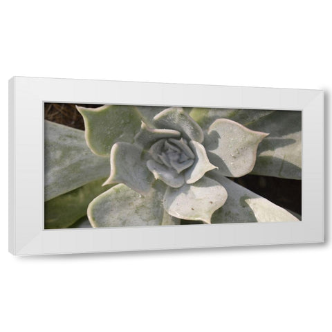 Succulent 2 White Modern Wood Framed Art Print by Brown, Victoria