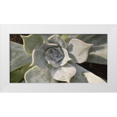 Succulent 2 White Modern Wood Framed Art Print by Brown, Victoria