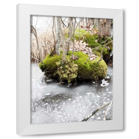Winter Bog White Modern Wood Framed Art Print by Unknown