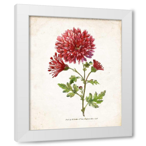 Botanical III White Modern Wood Framed Art Print by Nan