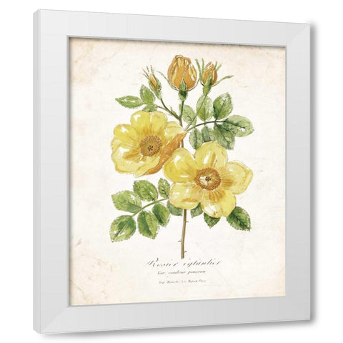 Botanical IV White Modern Wood Framed Art Print by Nan