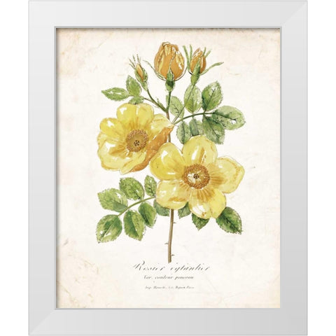 Botanical IV White Modern Wood Framed Art Print by Nan