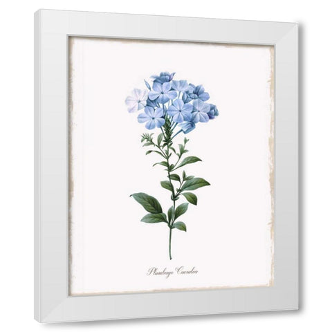 Cape Leadwort White Modern Wood Framed Art Print by Donovan, Kelly