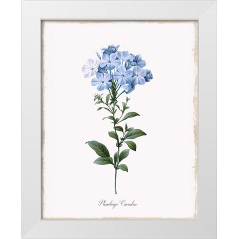 Cape Leadwort White Modern Wood Framed Art Print by Donovan, Kelly