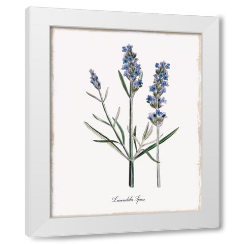 Lavender White Modern Wood Framed Art Print by Donovan, Kelly