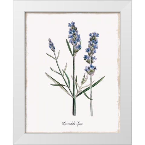 Lavender White Modern Wood Framed Art Print by Donovan, Kelly